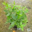 Buy Veronicastrum virginicum f. roseum online from Jacksons Nurseries