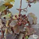 Buy Vitis vinifera Purpurea online from Jacksons Nurseries