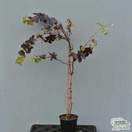 Buy Vitis vinifera Purpurea online from Jacksons Nurseries