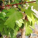 Buy Acer x freemanii (Freeman Maple) online from Jacksons Nurseries