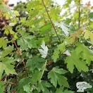 Buy Acer x freemanii 'Autumn Blaze' (Freeman Maple) online from Jacksons Nurseries
