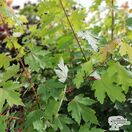 Buy Acer x freemanii 'Autumn Blaze' (Freeman Maple) online from Jacksons Nurseries