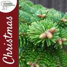 Buy Real Nordmann Fir Christmas Trees Online
