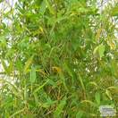Buy Phyllostachys aurea online from Jacksons Nurseries