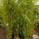 Buy Phyllostachys aurea online from Jacksons Nurseries