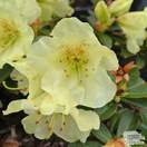 Buy Rhododendron ‘Curlew’ online from Jacksons Nurseries.