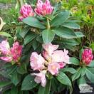 Buy Rhododendron Golden Torch (Yakushimanum Rhododendron) online from Jacksons Nurseries