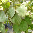 Buy Davidia involucrata Dove Tree online from Jacksons Nurseries