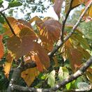 Buy Davidia involucrata Dove Tree online from Jacksons Nurseries