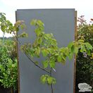 Buy Davidia involucrata Dove Tree online from Jacksons Nurseries