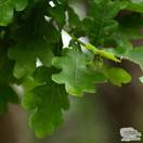 Buy Quercus robur (Common Oak) online from Jacksons Nurseries
