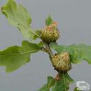 Buy Quercus robur (Common Oak) online from Jacksons Nurseries