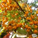 Buy Sorbus aucuparia 'Sunshine' (Moutain Ash) online from Jacksons Nurseries