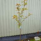 Buy Sorbus aucuparia 'Sunshine' (Moutain Ash) online from Jacksons Nurseries