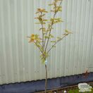 Buy Sorbus aucuparia 'Sunshine' (Moutain Ash) online from Jacksons Nurseries
