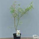 Buy Acer palmatum Beni Shichihenge online from Jacksons Nurseries