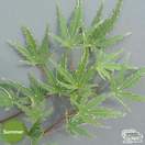 Buy Acer palmatum Beni Shichihenge online from Jacksons Nurseries