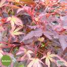 Buy Acer palmatum Shaina (Japanese Maple) online from Jacksons Nurseries