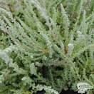 Buy Calluna vulgaris Silver Knight (Scots Heather) online from Jacksons Nurseries