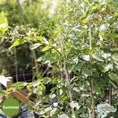 Buy Carpinus betulus 'Rockhampton Red' online from Jacksons Nurseries.