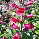 Buy Digitalis 'Foxlight Plum Gold' (Foxgloves) online from Jacksons Nurseries.