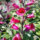 Buy Digitalis 'Foxlight Plum Gold' (Foxgloves) online from Jacksons Nurseries.