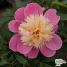 Buy Paeonia lactiflora Bowl of Beauty (Peony) online from Jacksons Nurseries