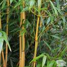 Buy Phyllostachys aureosulcata f. spectabilis online from Jacksons Nurseries