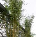 Buy Showy Yellow Groove Bamboo online from Jacksons Nurseries