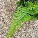 Buy Polypodium vulgare (Common Polypody) online from Jacksons Nurseries