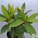 Buy Rhododendron x hybrid 'Black Magic' online from Jacksons Nurseries.
