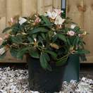 Buy Rhododendron Dusty Miller (Yakushimanum Rhododendron) online from Jacksons Nurseries