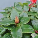 Buy Rhododendron ‘Elizabeth’