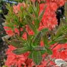 Buy Rhododendron azalea 'Kosters Brilliant Red' in the UK