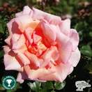 Buy Rosa Compassion online from Jacksons Nurseries