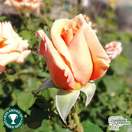 Buy Rosa Warm Wishes (Celebration Hybrid Tea Rose) online from Jacksons Nurseries