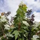 Buy Acer x freemanii (Freeman Maple) online from Jacksons Nurseries