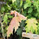 Buy Acer x freemanii 'Autumn Blaze' (Freeman Maple) online from Jacksons Nurseries