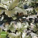 Buy Fagus Sylvatica from Jacksons Nurseries