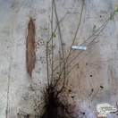Buy Ligustrum ovalfolium Aureum Golden Privet Bare Root online from Jacksons Nurseries