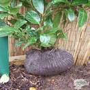 Buy Prunus Rotundifolia Laurel Hedging Rootball online from Jacksons Nurseries.