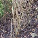 Buy Quercus robur Common Oak 60-80cm 1+1 Bare Root online from Jacksons Nurseries