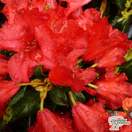 Buy Rhododendron Baden Baden at Jacksons Nurseries