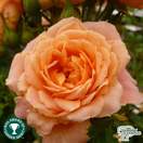 Buy Rosa Sweet Dream (Patio Rose) online from Jacksons Nurseries