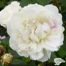 Buy Rosa Winchester Cathedral (English Shrub Rose) online from Jacksons Nurseries