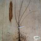 Buy Salix alba (Bare Root) online from Jacksons Nurseries