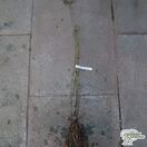 Buy Sambucus nigra 'Aurea' (Bare Root) online from Jacksons Nurseries