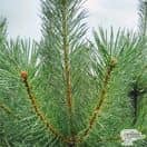 Buy Pinus sylvestris (Scots Pine) online from Jacksons Nurseries.