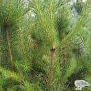Buy Pinus sylvestris (Scots Pine) online from Jacksons Nurseries.