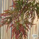 Buy Acer palmatum var. dissectum Inaba Shidare (Japanese Maple) online from Jacksons Nurseries
